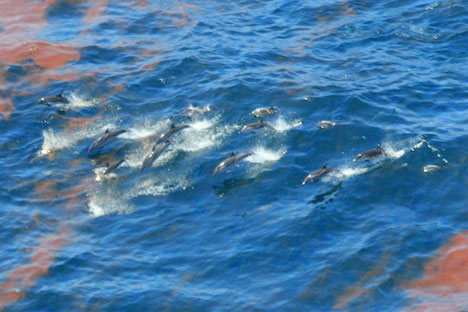 Dolphins swim through U.S. Gulf oil disaster - NOAA photo. 